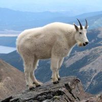 Қар ешкілері туралы 18 қызықты мәліметтер