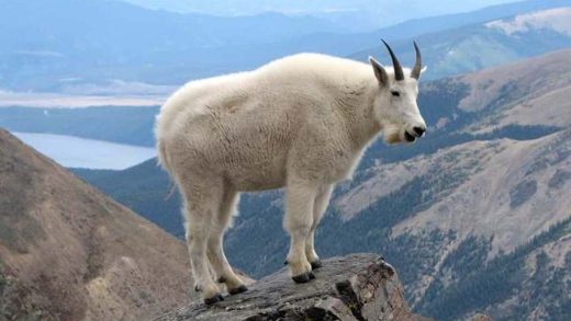 Қар ешкілері туралы 18 қызықты мәліметтер