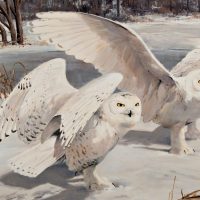 Қар үкілері туралы 32 қызықты мәліметтер