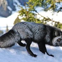 Қаракүміс түлкілер туралы 31 қызықты мәліметтер