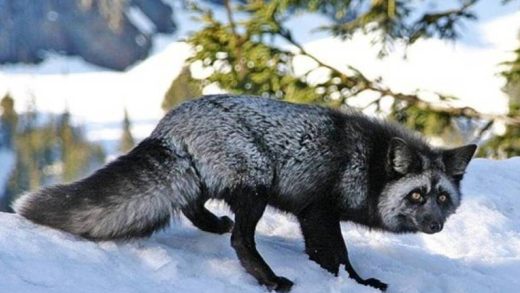 31 интересный факт о чернобурых лисах