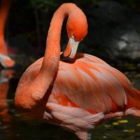 Қоқиқаздар туралы 27 қызықты мәліметтер