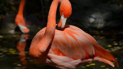 Қоқиқаздар туралы 27 қызықты мәліметтер