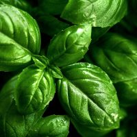 Райхан (базилик) туралы 20 қызықты мәліметтер