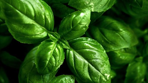 Райхан (базилик) туралы 20 қызықты мәліметтер