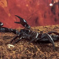 Сарышаяндар туралы 26 қызықты мәліметтер