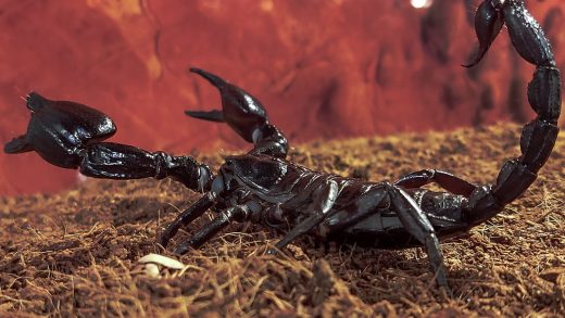 Сарышаяндар туралы 26 қызықты мәліметтер