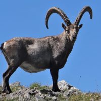 Таулы ешкілер туралы 32 қызықты мәліметтер