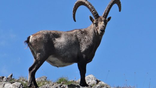 Таулы ешкілер туралы 32 қызықты мәліметтер