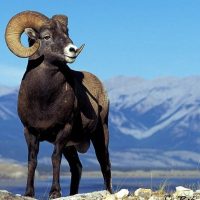 Таулы қошқарлар туралы 33 қызықты мәліметтер