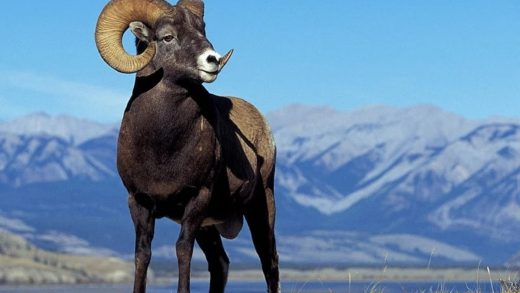 Таулы қошқарлар туралы 33 қызықты мәліметтер