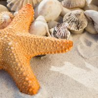 Теңіз жұлдыздары туралы 20 қызықты мәліметтер