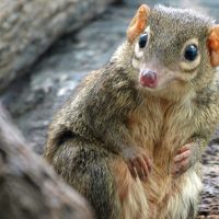 Тупайлар туралы 39 қызықты мәліметтер