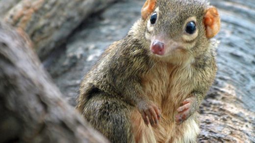 Тупайлар туралы 39 қызықты мәліметтер