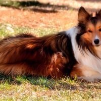 Ұзын жүнді коллилер туралы 22 қызықты мәліметтер