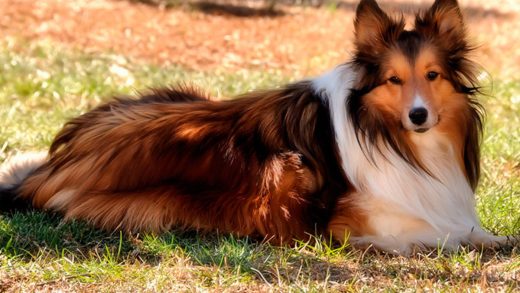 Ұзын жүнді коллилер туралы 22 қызықты мәліметтер