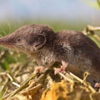 Жерқазғыштар туралы 15 қызықты мәліметтер