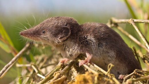 Жерқазғыштар туралы 15 қызықты мәліметтер