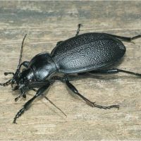 Жужелица қоңыздары туралы 31 қызықты мәліметтер