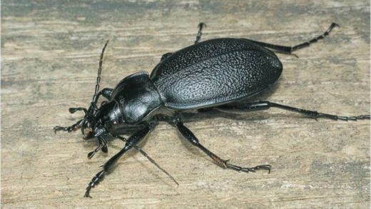 Жужелица қоңыздары туралы 31 қызықты мәліметтер