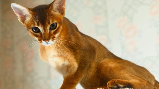 22 интересных факта об абиссинских кошках