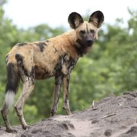 Африкалық жабайы иттер туралы 33 қызықты мәліметтер