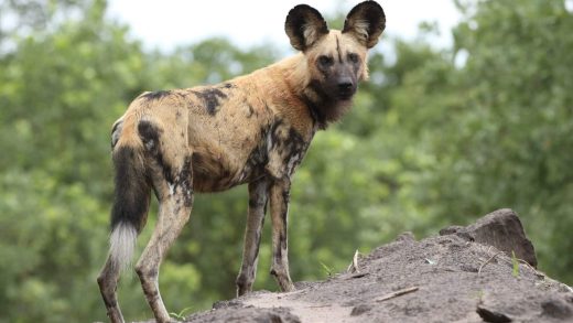Африкалық жабайы иттер туралы 33 қызықты мәліметтер