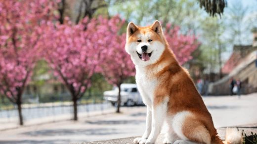 Акита-ину тұқымы туралы 40 қызықты мәліметтер