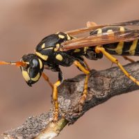 Алып аралар туралы 16 қызықты мәліметтер