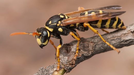 Алып аралар туралы 16 қызықты мәліметтер