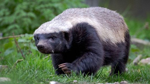 Бал араларындай борсықтар туралы 17 қызықты мәліметтер