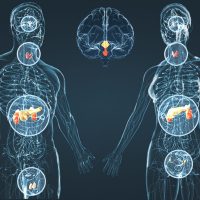 Эндокрин жүйесі туралы 16 қызықты мәліметтер