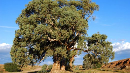 Эвкалипт ағаштары туралы 20 қызықты мәліметтер