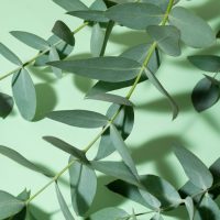 Эвкалипт туралы 18 қызықты мәліметтер