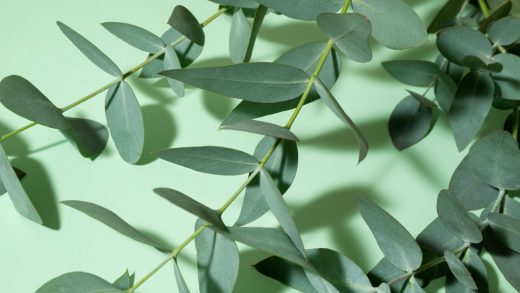 Эвкалипт туралы 18 қызықты мәліметтер - MillionFacts KZ 15