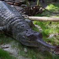 Гавиал крокодилдері туралы 37 қызықты мәліметтер