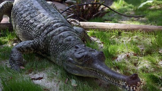 37 интересных фактов о крокодилах-гавиалах