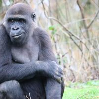 Гориллалар туралы 30 қызықты мәліметтер