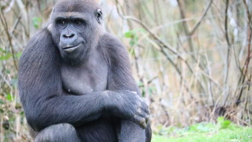 Гориллалар туралы 30 қызықты мәліметтер
