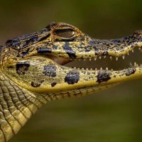 Каймандар туралы 21 қызықты мәліметтер