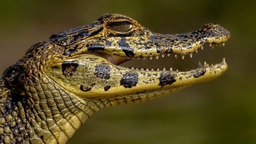 21 интересный факт о кайманах