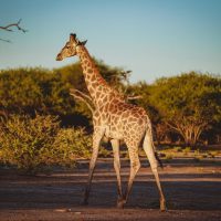 16 интересных фактов о жирафах