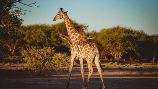 Кірпіктер туралы 16 қызықты мәліметтер