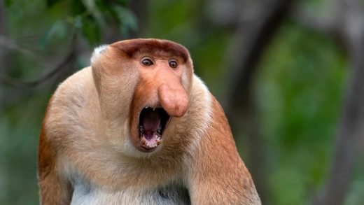 24 интересных факта о носатых обезьянах