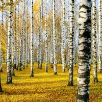 Қайыңдар туралы 23 қызықты мәліметтер