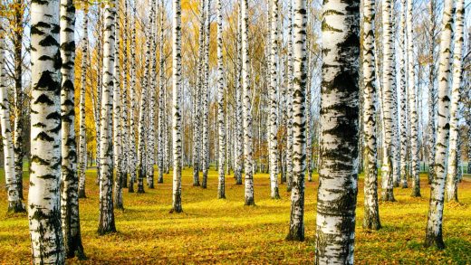 Қайыңдар туралы 23 қызықты мәліметтер