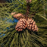 Қарағайлар туралы 31 қызықты мәліметтер