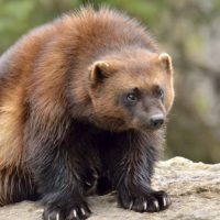 Қорқау аюлар (росомахалар) туралы 23 қызықты мәліметтер