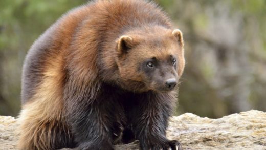 Қорқау аюлар (росомахалар) туралы 23 қызықты мәліметтер