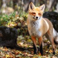 Қызғылт түлкілер туралы 26 қызықты мәліметтер